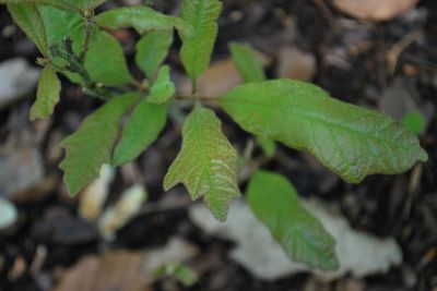 Quercus stellata - dub hvězdovitý - jarní listy