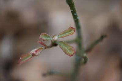 Quercus stellata - dub hvězdovitý - jarní rašení