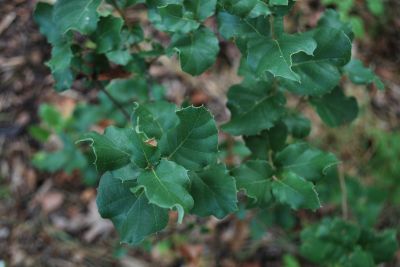 Quercus suber - dub korkový