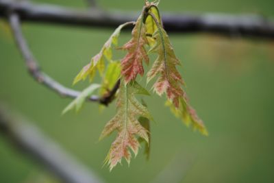 Quercus texana - dub texaský