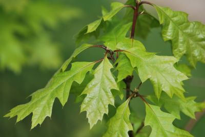 Quercus texana - dub texaský