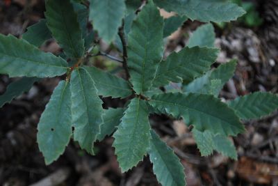Quercus trojana - dub trojský