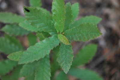 Quercus trojana - dub trojský - jaro