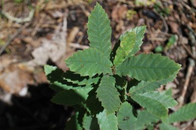 Quercus trojana - dub trojský - jaro