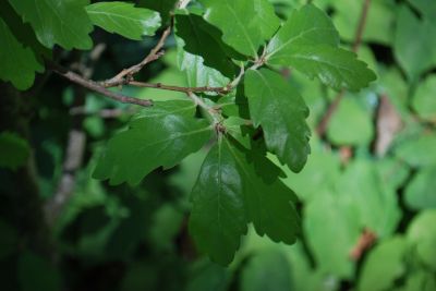 Quercus × turnerii 'Pseudoturneri' - dub turnerův