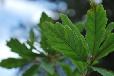 Quercus × turnerii 'Pseudoturneri' - dub turnerův 