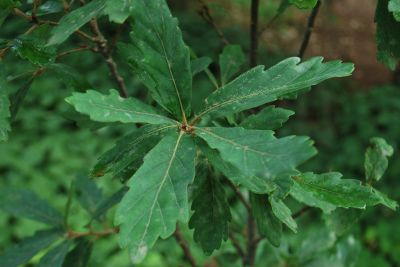 Quercus × turnerii 'Pseudoturneri' - dub turnerův