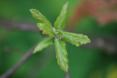 Quercus × turnerii 'Pseudoturneri' - dub turnerův - jarní rašení