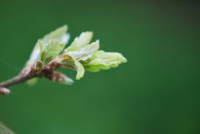 Quercus × turnerii 'Pseudoturneri' - dub turnerův - jarní výhon