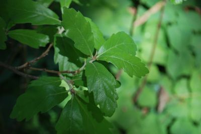 Quercus × turnerii 'Pseudoturneri' - dub turnerův - jaro