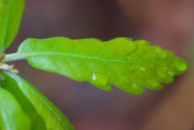 Quercus × turnerii 'Pseudoturneri' - dub turnerův - list