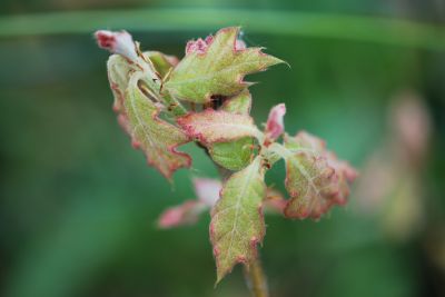 Quercus velutina - dub sametový