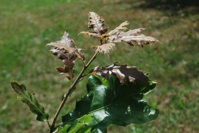 Quercus velutina - dub sametový 