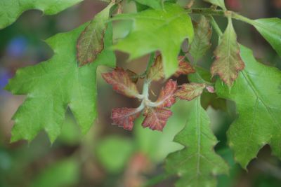 Quercus velutina - dub sametový