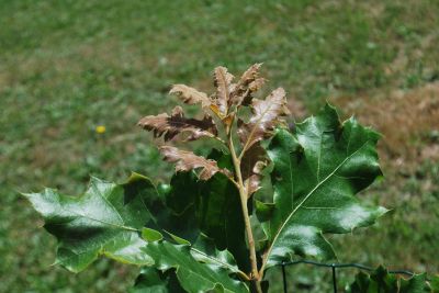 Quercus velutina - dub sametový