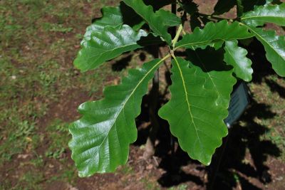 Quercus vilmorinii 'M. de Vilmorin' - dub Wilmorinův (Q. dentata × Q. petraea)