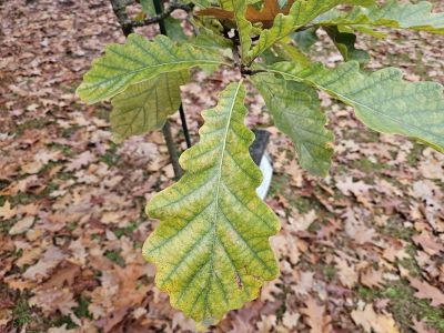 Quercus vilmorinii 'M. de Vilmorin' - dub Wilmorinův (Q. dentata × Q. petraea)