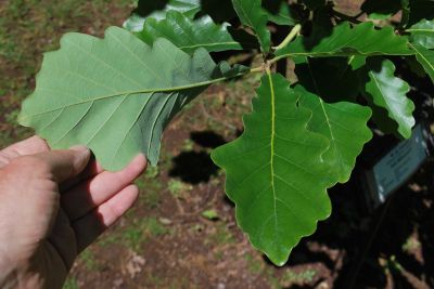Quercus vilmorinii 'M. de Vilmorin' - dub Wilmorinův (Q. dentata × Q. petraea) - rub listu