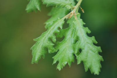 Quercus virgiliana - dub jadranský