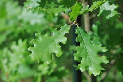 Quercus virgiliana - dub jadranský
