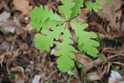 Quercus vulcanica - dub vulkánský