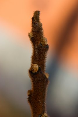 Rhus typhina 'Dissecta' - škumpa orobincová - pupeny