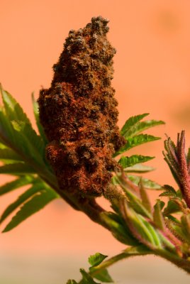 Rhus typhina - škumpa orobincová - plodenství