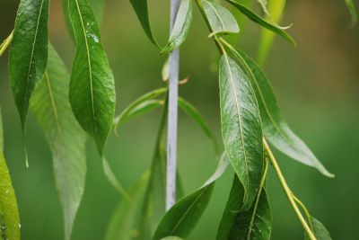 Salix lucida - vrba lesklá - jaro