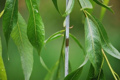 Salix lucida - vrba lesklá - ojínění větvičky