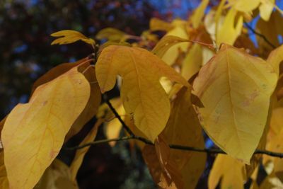 Sassafras albidum - kašťa bělavá (syn. sasafras lékařský) - podzim