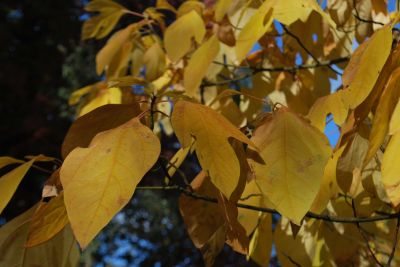 Sassafras albidum - kašťa bělavá (syn. sasafras lékařský) - podzim 