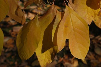 Sassafras albidum - kašťa bělavá (syn. sasafras lékařský) - podzim  