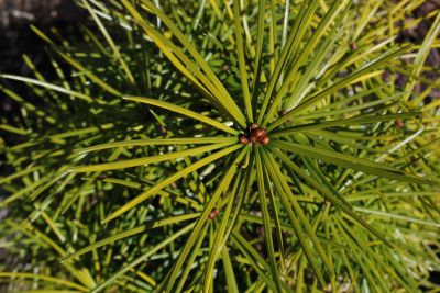 Sciadopitys verticillata - pajehličník přeslenatý