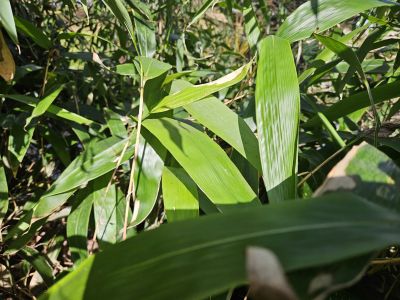 Semiarundinaria yashadake 'Kimmei' - bambus