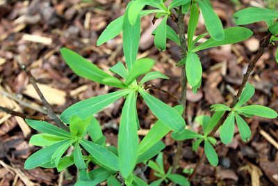 Sibiraea laevigata - sibiřanka hladká - jarní habitus