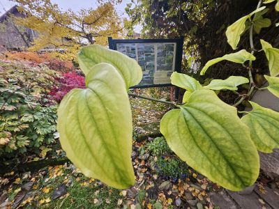 Smilax hispida - přestup štětinatý