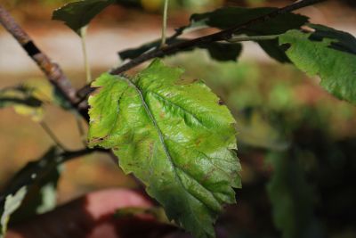 Sorbopyrus × Bollvilleriana - hruškojeřáb
