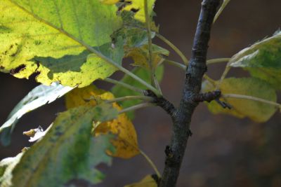 Sorbopyrus × Bollvilleriana - hruškojeřáb 