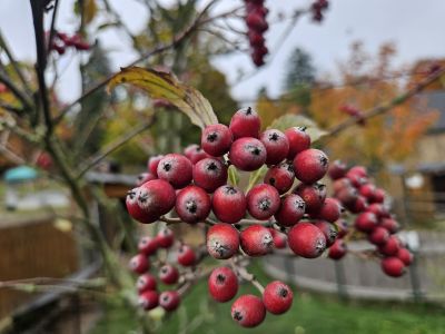 Sorbus aria 'Magnifica' - jeřáb muk