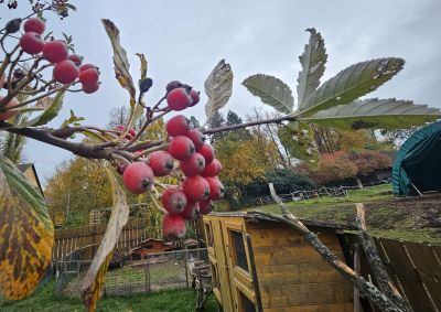 Sorbus aria 'Magnifica' - jeřáb muk 