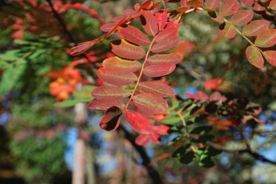 Sorbus bulleyana - jeřáb