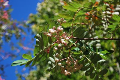 Sorbus bulleyana - jeřáb 