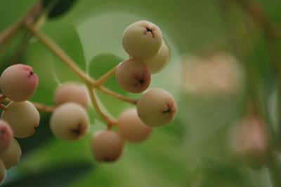 Sorbus bulleyana - jeřáb - plody