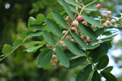 Sorbus bulleyana - jeřáb - plody 