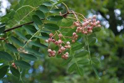 Sorbus bulleyana - jeřáb - plody    