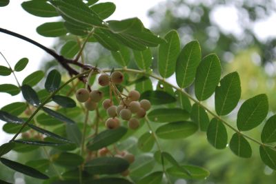 Sorbus bulleyana - jeřáb - plody  