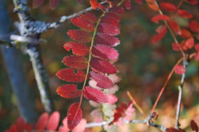 Sorbus gonggashanica - jeřáb gonggashanský