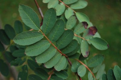 Sorbus pseudohupehensis - jeřáb hupejský