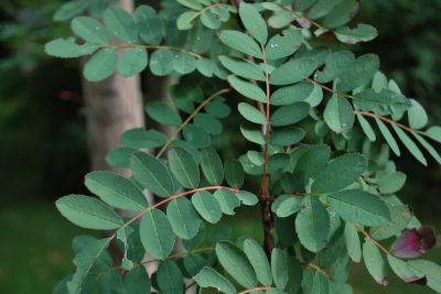 Sorbus pseudohupehensis - jeřáb hupejský   