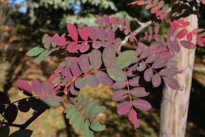Sorbus pseudohupehensis - jeřáb hupejský